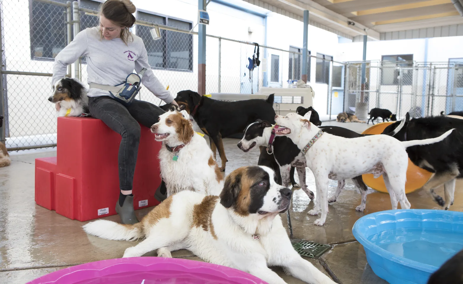 Canine Country Club - Daycare area with a large group of dogs playing with staff